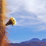 Chile_Atacama_Kaktus